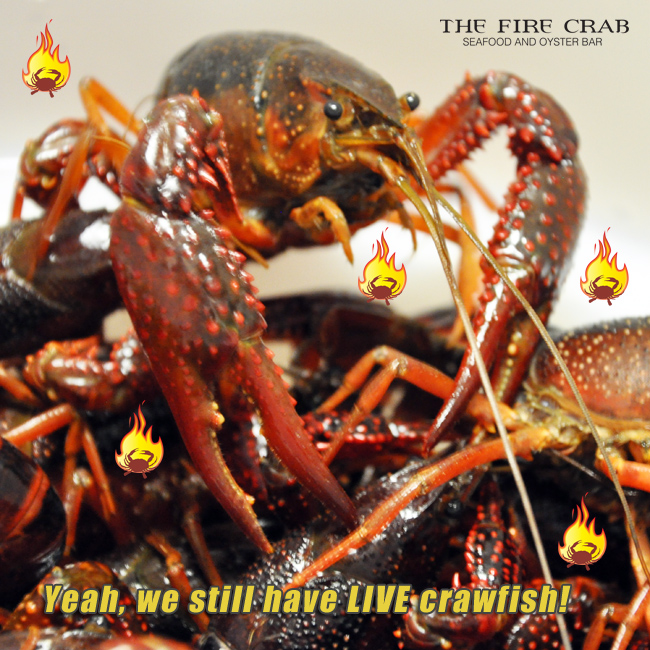 Live Crawfish in Stock Orange County OC Fire Crab Garden Grove