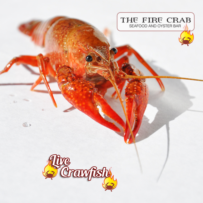 Live Crawfish Eat Me Louisiana Cajun Boil Orange County OC Garden Grove Fire Crab