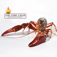 Live Crawfish Up Close Big Claws Pound Orange County OC Garden Grove Fire Crab